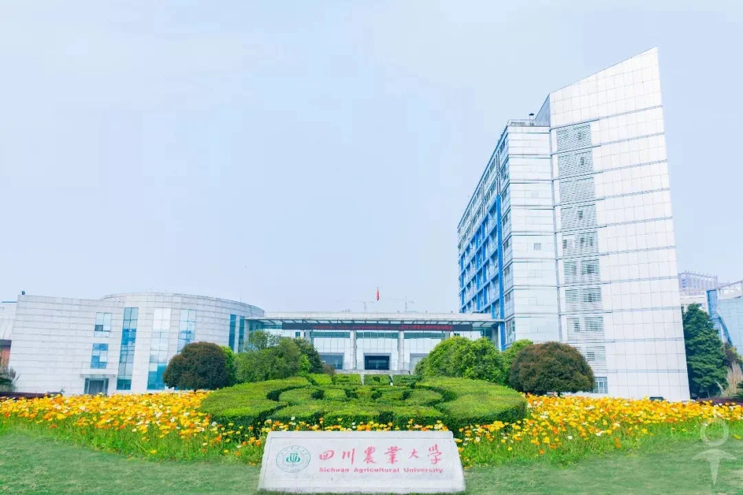 重庆考生最喜欢报考哪里的大学本地很吃香成都是第二优选