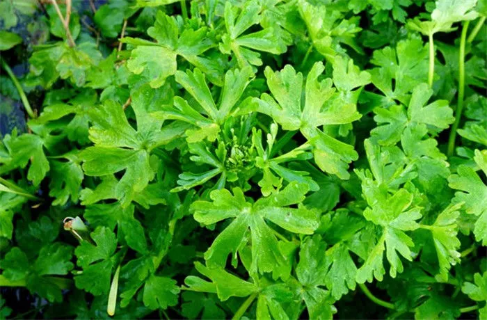 农村水沟边这种假芹菜人们见了不敢碰其实它价值珍贵