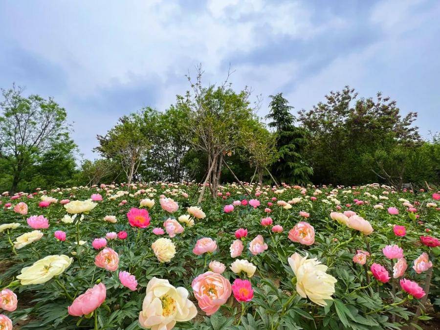 临淄马莲台景区八十亩芍药花海正在盛放!距离城区不到10公里